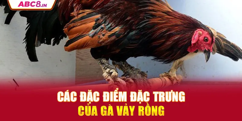 cac-dac-diem-dac-trung-cua-ga-vay-rong_11_11zon